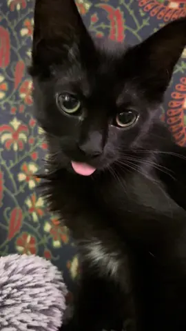 freaky kitten #fyp #freaky 