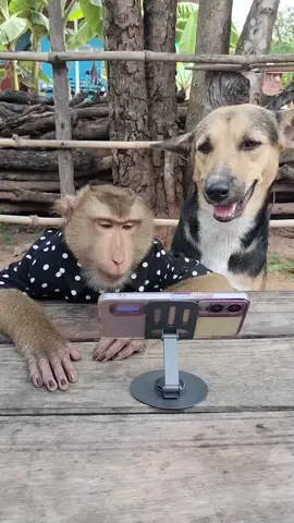 Mr. Monkey and Dog Making Vlogs on Mobile 📱🐒🐶 | Jungle Content Creators! #MrMonkey #VloggingAnimals #MonkeyAndDog #FunnyPets #AnimalVlog   