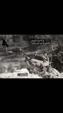 نابینی🖤🕊️ #غزال🖤 #foryou 