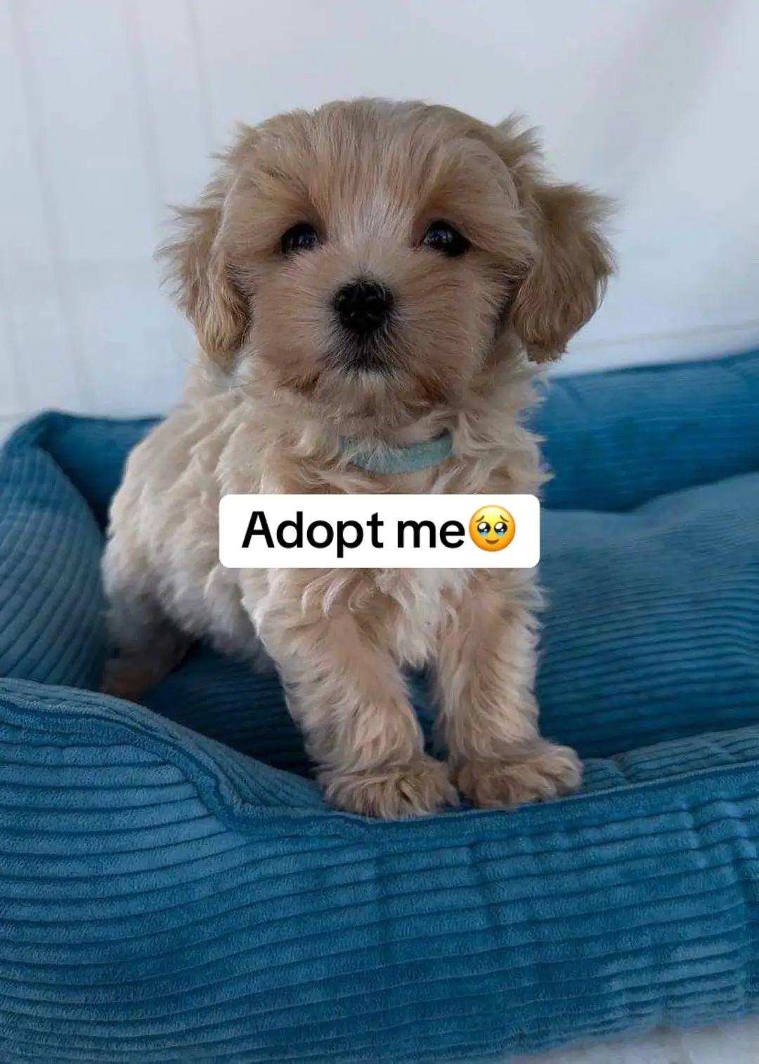 #LoveablePuppies  #PuppyPlaytime  #PuppyCuteness 