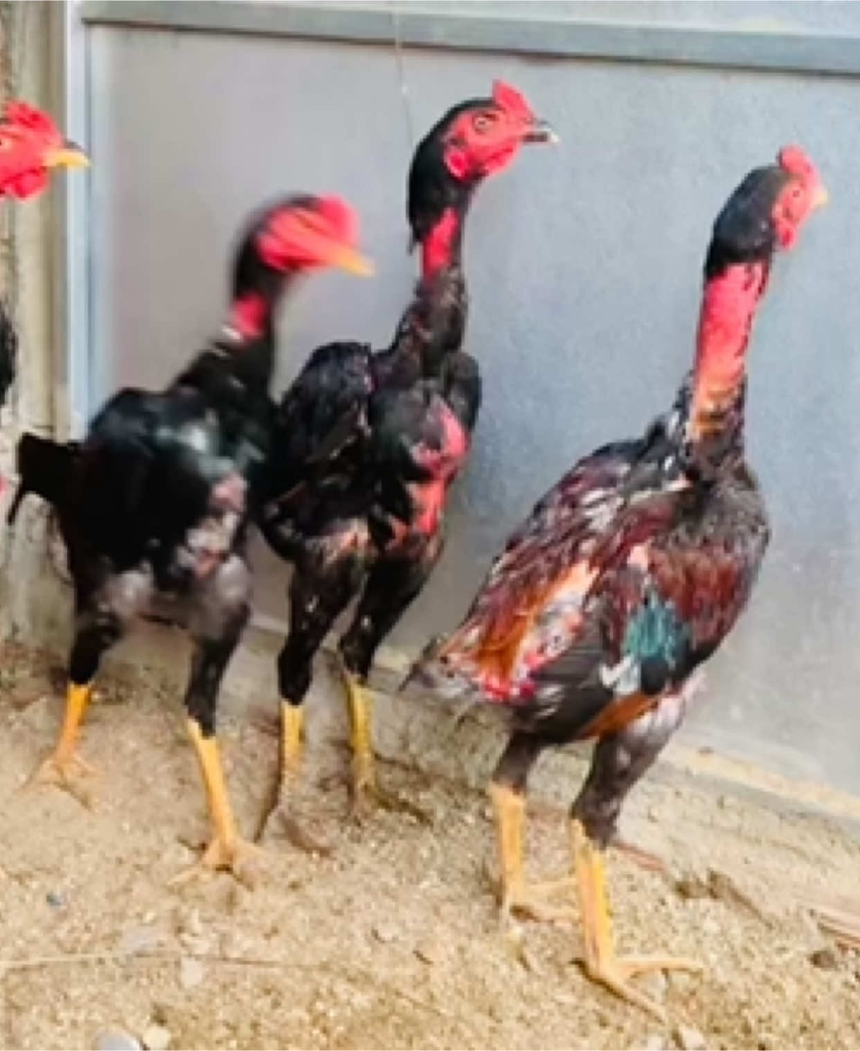Choai ae nào hôm đặc thì ới nha