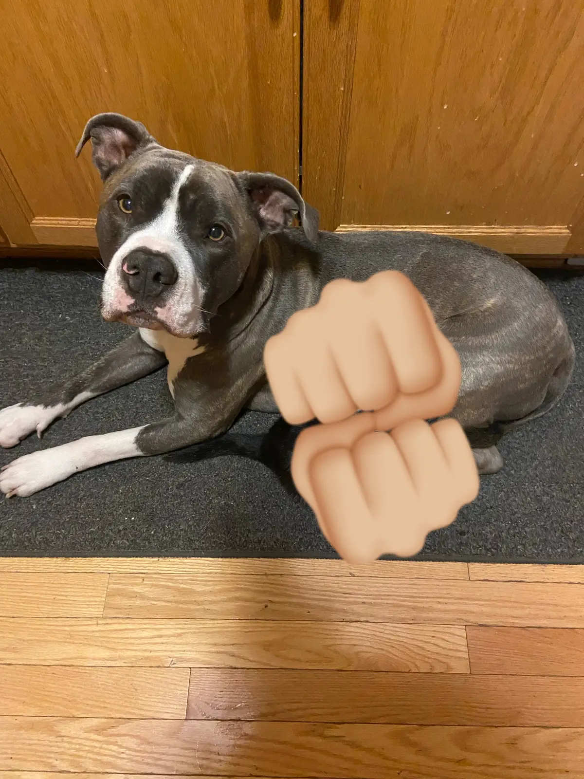 #fyp #fypシ #kitten #cat #dog #pitbull #viral #fypシ゚viral 