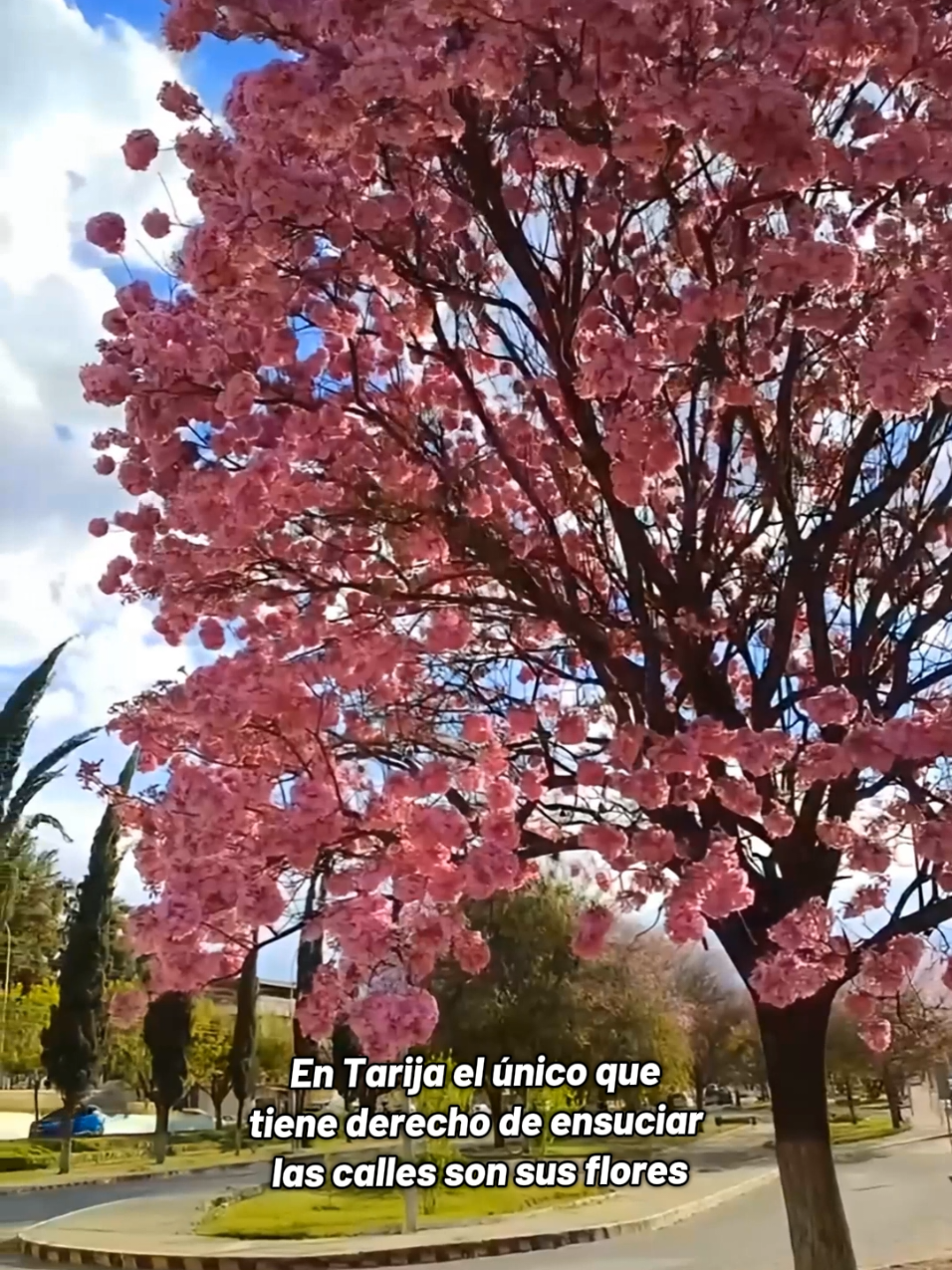 𝐓𝐄𝐌𝐏𝐎𝐑𝐀𝐃𝐀 𝐃𝐄 𝐋𝐀𝐏𝐀𝐂𝐇𝐎𝐒🌸🧉🇮🇩 Que hermosa vista que nos regala Dios. #tarija #bolivia #lapacho #temporada #hermoso #Dios #elchaco #Dios #F1 #tiktok #fyp #feliz #agradecida #lapachos #Tarija #paisaje #Argentina #santacruz 