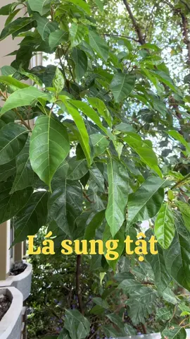 Chia sẻ để mọi người cùng biết  #lasung #lasungtat #baithuocdangian #xuhuong #thaoduocdantoc 