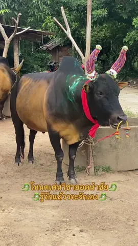 #โหนดเด่นวิชายอดนําชัย_พี่ม้า🐂🏆 #ดันขึ้นฟีดที่ค้าบ🥺🥰ขึ้นฟีดทีtiktok #ไม่ใช้การทารุณกรรมสัตว์❤🐂 