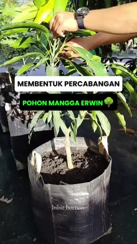Tips pembentukan percabangan pohon  mangga dgn sistem cabang 1-2-3🌱 ikutin terus pertumbuhan nya sampai berbuah🥭 yang mau bibit mangga erwin berkualitas langsung CO di keranjang,  happy shopping🌱