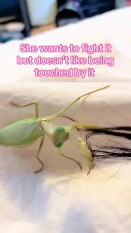 Angy baby 😾💚 #prayingmantis #mantiskeeper #bugtok #exoticpets #fyp #mantisesoftiktok #mantis 