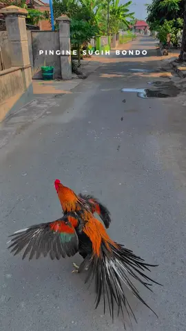 pagi cerah😍🦚#ekorlidi #ayambangkokklasic #ayampakhoy #ekorlidisuper #ekorlidimadura #ayam #bangkoksuper #ayambangkokindinesia #ayambangkokjawatimur #ayambangkokselatan #ekorlidiambyar #ayambangkok #ayamimport #ayampamangon #ayambangkoksuper #ekorlidiindonesia #ekorlidijatim #wiringkuning 