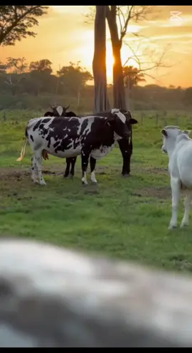 #CapCut#Buenosdias#felizdomingo #capcutmotivacion#Tedeseounmagnificodia#bendiciones #Titok #video #Lucilac 