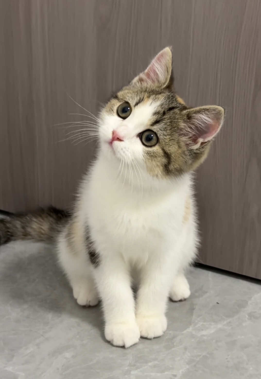 So cute.🥰#kitten #cat 