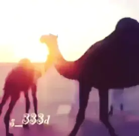 خيال العشوا محمد#خيال_العشوا_محمد #العشوا #محمد #البل #المجاهيم #الصفر #دبرة_النـاقة🐪📷 #اكسبلور 