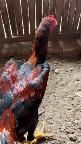 #bkselatan#fyp#ayambangkoksuper 