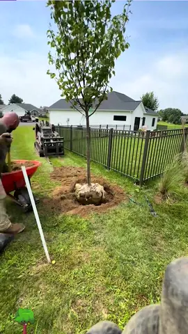 Landscaping Satisfying Videos #fyp #satisfying #oddlysatisfying #tree #landscape #landscaping #garden #gardening #planting #plants 