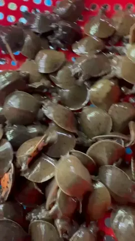 🐢 BÁN BA BA GIỐNG TRƠN – 3 TUẦN TUỔI | 4K/CON 🚚 Giao từ 50 con, lấy 100 con 👉 MIỄN PHÍ SHIP 📞 Liên hệ: 0877 875 172 #BaBaGiong #BaBaTron3Tuan #BanBaBaGiong #PhongSinh #TuBiTichDuc #GiaoTanNoi #BaBaGiaRe 🛍️🐢