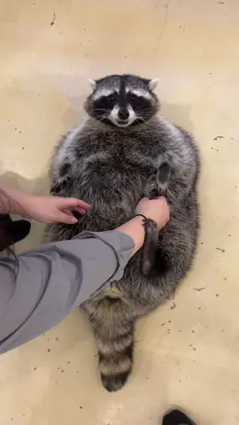 #모모 라쿤 🦝 #건대 #미어캣족장 #raccoon #raccoon #アライグマ #mapache 
