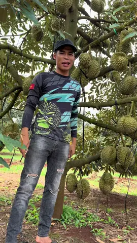 Nay em cắt sầu riêng daklak nha mn ơi nay em hết gỏ rồi nha