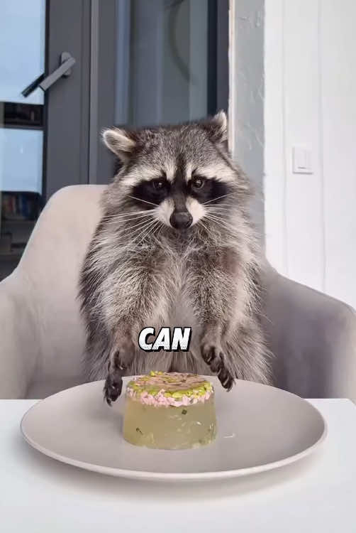 “Why do raccoons like to wash things.”#fyp #foryou #animals #tiktok #cute 