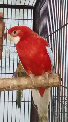 Parrot Owners❗ Avoid These 2 Major Mistakes❗❌😡 #petcare #parrot #shorts Owning a parrot is exciting, but many new owners make common mistakes that can harm their bird’s health and happiness. In this short video, we highlight 2 major mistakes parrot owners often make without realizing it. Whether it's feeding the wrong diet or not giving enough mental stimulation, these simple errors can lead to stress, boredom, or even illness in parrots. If you have a parrot or plan to get one, make sure you avoid these problems! Watch till the end to keep your feathered friend happy and healthy. Like, share, and follow for more parrot care tips! 🦜✅
