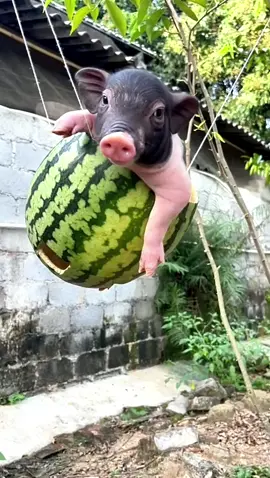 Happy baby on a swing #pig #piggy #cutepig 