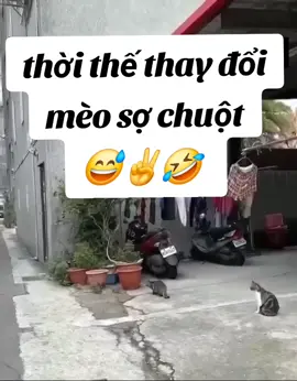 xưa mèo đuổi chuột,nay chuột đuổi mèo #😅😅😅 #vuigaitri61 #chuyenvuitiktok😍 