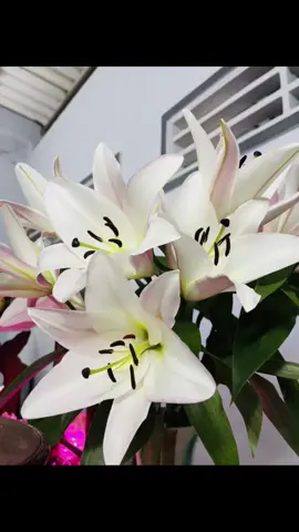 xa Mẹ khổ quá Mẹ ơi🕊️ chẳng ai dịu dàng nhẹ nhàng với con được như Mẹ cả..🖤 #xh #fyp 