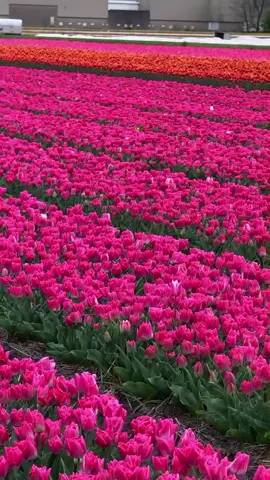 Tulips 🌷✨ #GardenDesign #BritishFlowers #GardenTips #FlowerTok #EnglishGarden #CottageGarden #UKGardening 