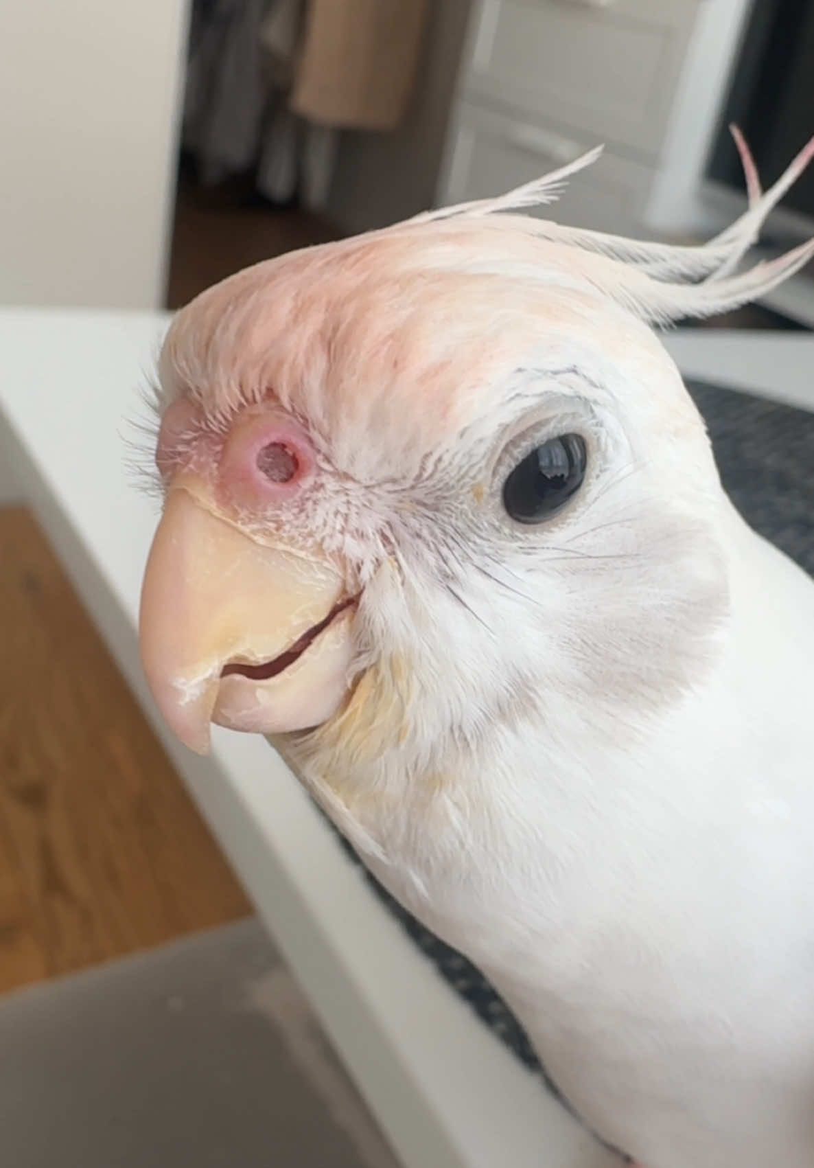 Edek, my cockatiel, singing Don’t Worry Be Happy – because he knows everything is going to be just fine 🎶🐦😊 #dontworrybehappy #cockatiel #singingbird #funnybird #parrotsoftiktok #birdtok #corella #edek #birdsoftiktok #parrotlove #PetsOfTikTok #happyvibes #goodvibes 