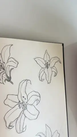 How to draw a lily ?  #howtodraw #lily #lilyflower #flowerdrawing #sketch 