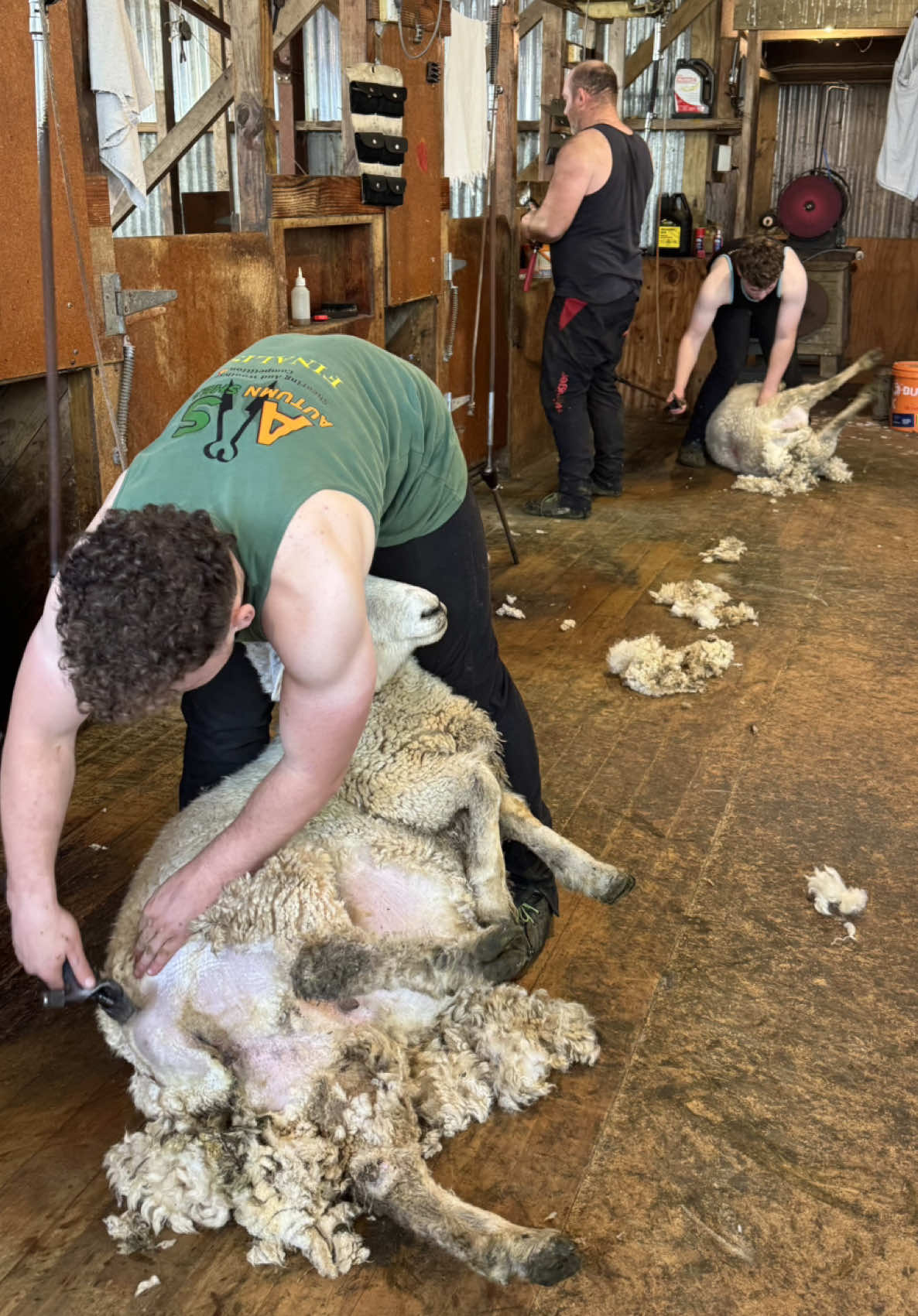 The whole crew was home - so back to pre lamb crutching. Early lambing girls and the single bearing ewes.  #farmlife #farmtok #teamwork #crutching #sheepandbeef    