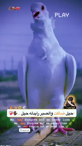 تفاعلكم حبايب 🩵🫶🏼@حسون⚠️🚩 @فكات ارافل وحمر الديوانية @حسن سلام★ @زغلول.٢٠١٧ @حيادر 💜✌️ @﮼ࢪضيوو 𓅔 @شام العلواني 🍇🧷 @ألدون🇵🇹🦅 @علي محسن 🦅 #اكسبلور #اكسبلورexplore #بغداد #الديوانية #الناصريه #البصرة #ميسان #مشاهير_تيك_توك #مشاهدات #ارافل_العراق #متابعه_ولايك_واكسبلور_احبكم #الشعب_الصيني_ماله_حل😂😂 #متابعه #لايك #اعاده_نشر🔁 #🖤 