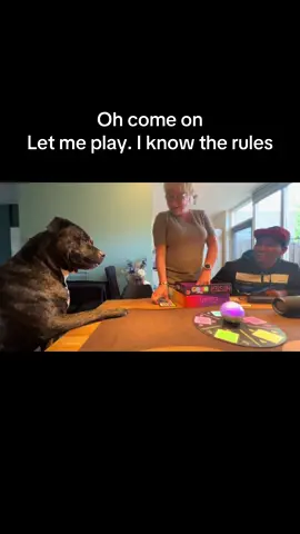 Jojo demanding a seat for the game. Who wants to play and have some fun ? We are ready  #americanstaffordshireterrier #follow #dogsoftiktok #GameNight #gaming #friends #jojo #wijehs 