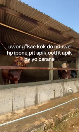 #sapipojumbo #suksesmuda #sapisimental #sapilimosin #sapibelgianblue #belantikmuda #peternaksapiindonesia #petrnakmuda #kulisapi #beranda #bahanstory #masukberanda #bissmillahfyp 