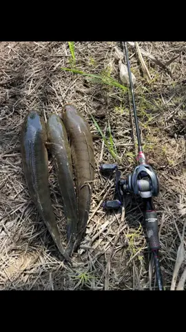 Kocolan kita sembunyikan🤣 FYI size gabus segini sudah termasuk babon di daerah saya #castingfishing🎣 