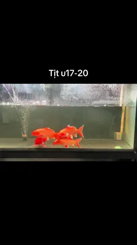 #chépphitần  tịt lực 