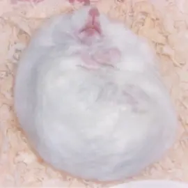 jerba... #hamster #fyp #tylerthecreator 