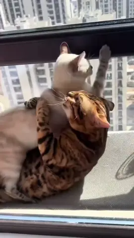 Love each other so deeply 🐈🐈⬛️#usaus #funny #funnyvideos #petlover #foryou #cat #couple #catsinlove #catsoftiktok
