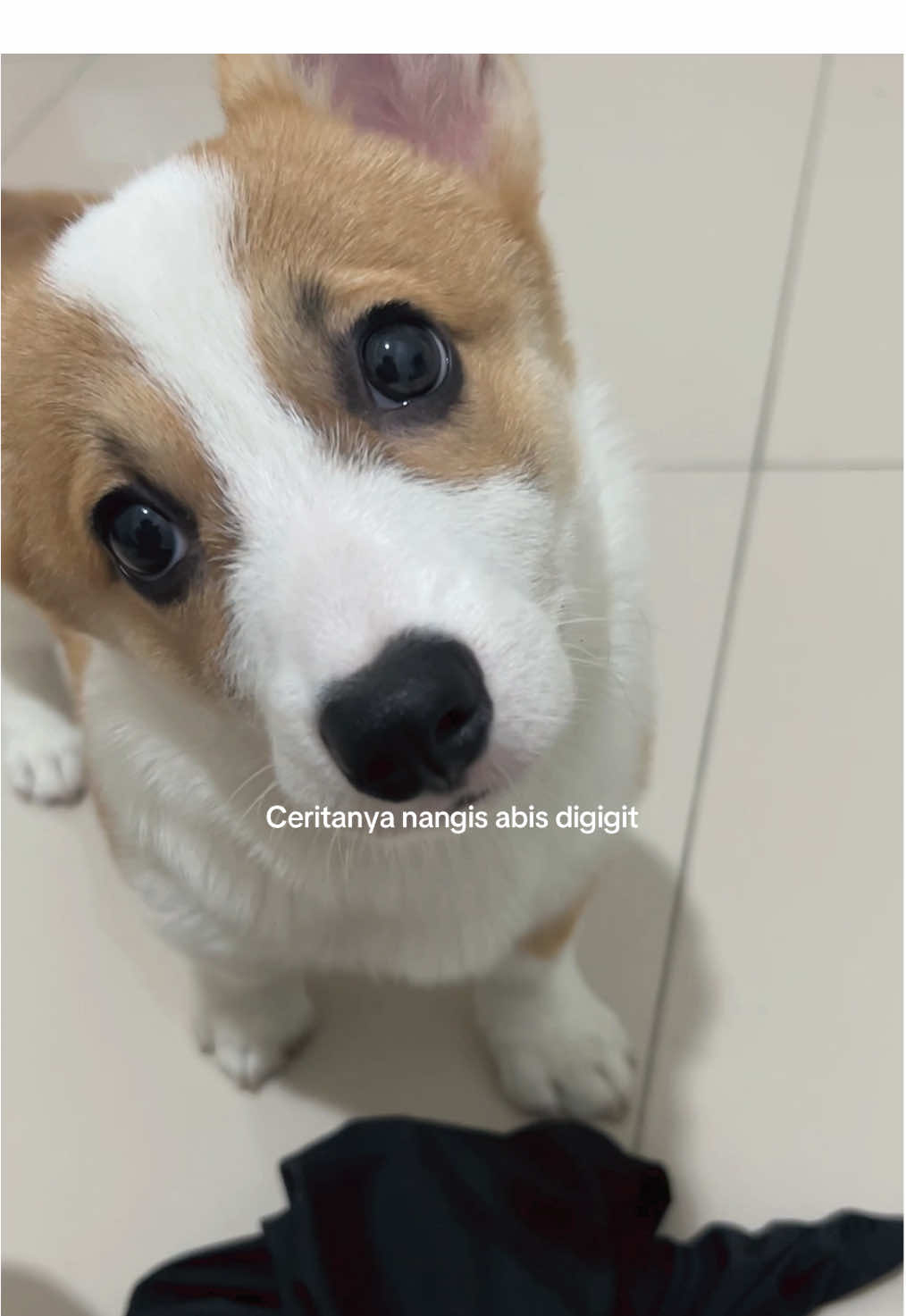 #anabu #anabulgembul #corgisoftiktok #corgipuppy #corgi #dogsoftiktok #puppylove 