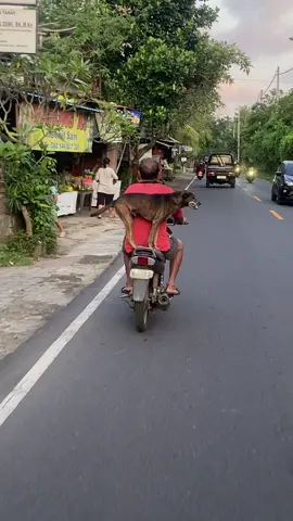 Pelan pelan pak sopir  Terlihat bapak” pengendara sepeda motor yang sedang mebawa anjingnya duduk di belangkang dengan santai nya#fyp 