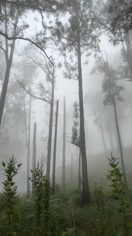 Kabut ditengah hutan benar-benar membuat tenang🙃 tapi aslinya takut soalnya pas turun waktu sendiri itu hahaha jauh dari rombongan😭 #kabut #ditengahhutan #hutanarjuno #sahdu #tenang 
