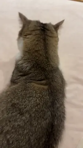 Voice acting for cats #cat #cats #catsoftiktok #funny #funnyvideos #animals #happy #pet 