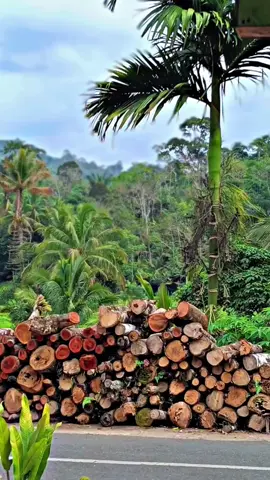 DESA SISUNDUNG #tapsel#alquran#halaktapsel 