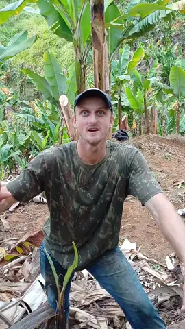 Primeira parte da limpeza do bananal