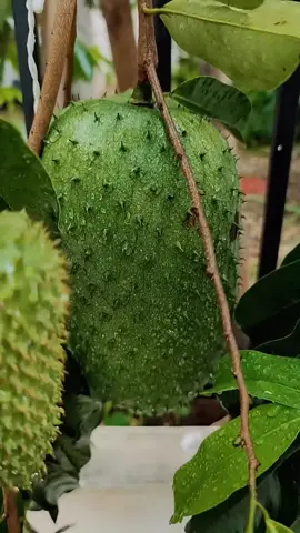 BAJA KHAS POKOK DURIAN BELANDA. #durianbelanda #baja #gengkebun #petanibangga #pertanian #fertilizer 