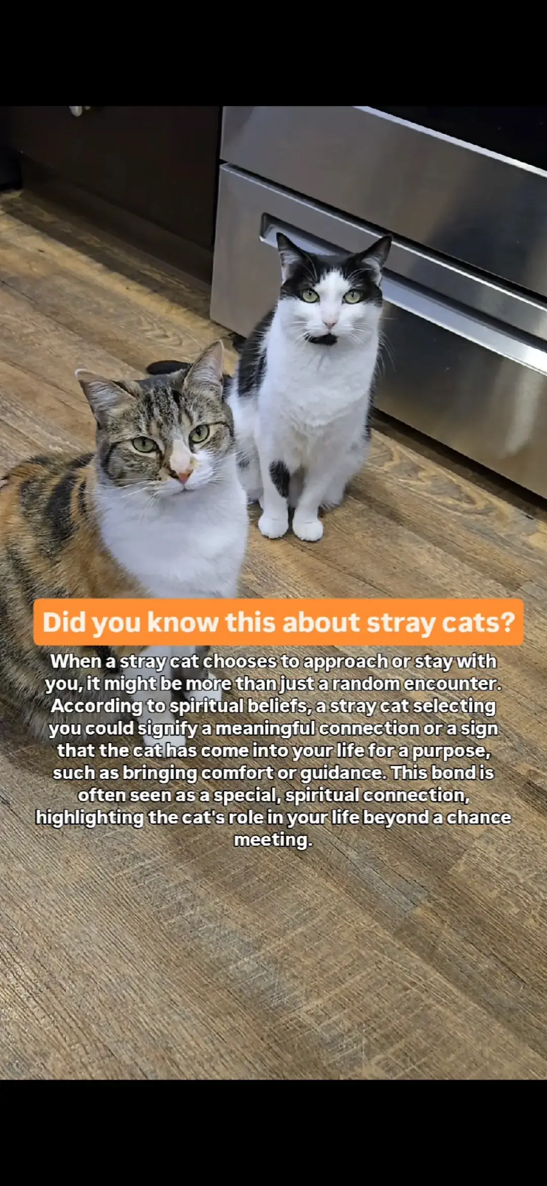 Has a stray cat ever approached you or shown up at your door? #straycat #cats #strayanimals 