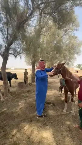 الخيل جميل عندما اتروض وصعب عندما تهجر الخيل✌️ بس مو صعبه على الخيال الترويض#الشيخ صباح الرئيس العزاوي #ديالى_قضاء_المقداديه#ديالى_بعقوبه #halloween 🏇🏇✌️✌️😂🫣
