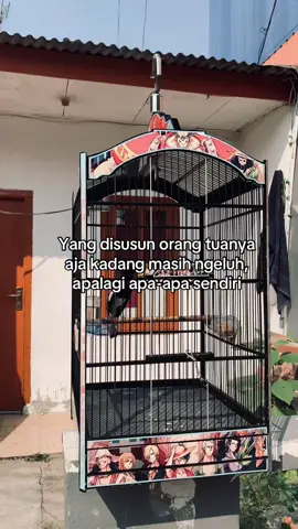 😌  #storywhatsapp #kacermaniaindonesia #kacerjuara #kacerngobra #onepiece #kicauanburung #kicuamaniaindonesia #kacermania 