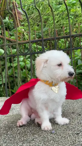 More of my dog as Krypto from @Superman @Warner Bros. #superman #kryptodog #warnerbros #dccomics #maltipoo 