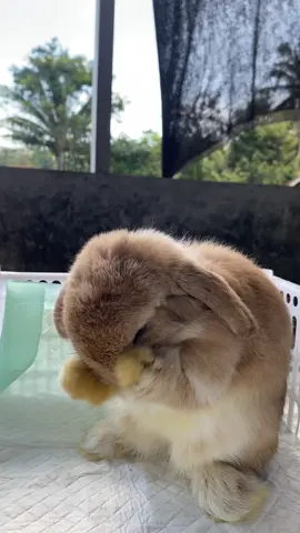Biskuit so cute🐰 #bunny #bunnylove #rabbit #kelinci #fyp 