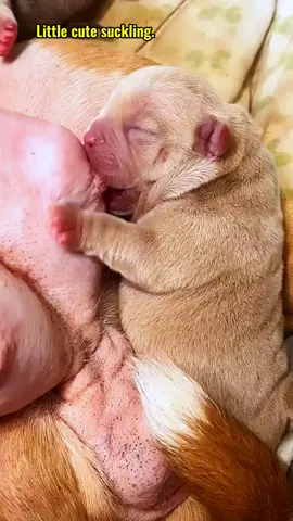 #zoom #pet #dog #cub #fyp #foryou #littlepuppy #Love 
