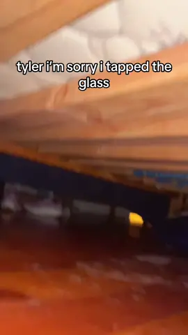 guys pls don’t tap the glass this was just a close call #fyp #fy #fypage #fyppppppppppppppppppppppp #fyyyyyyyyyyyyyyyy #plsdontflop #dontflop watch ts flop #tylerthecreator #igor #dontaptheglass #viral#rap #plsfyp #scary #3am 